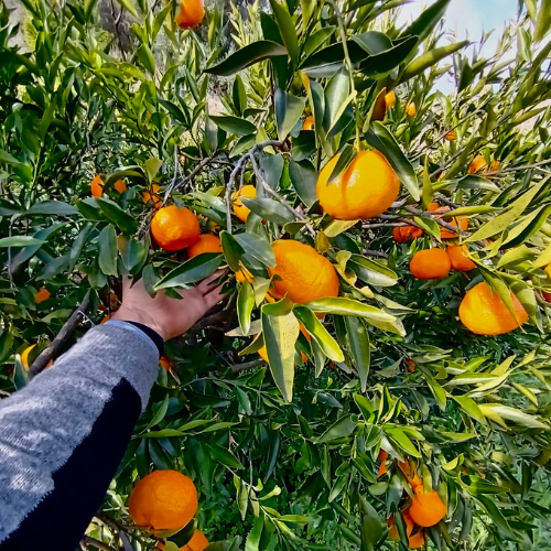 Mandarini - immagine 4